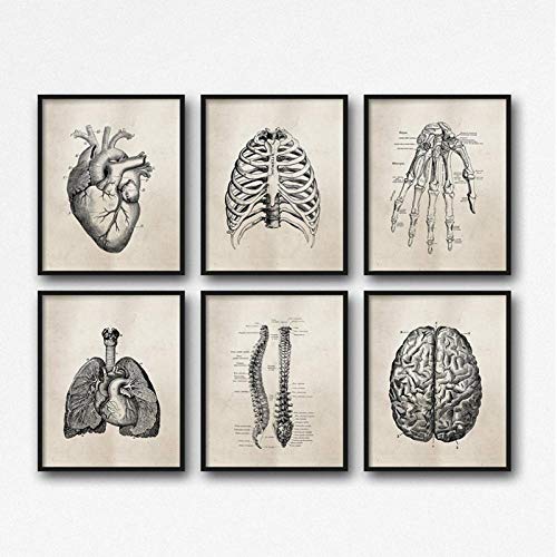 Human Anatomy Science Vintage Poster Kunstdrucke, Medizinische Anatomie Leinwand Malerei Arzt Klinik Wandbilder Dekor Hd-30X40Cmx6Pcs Ungerahmt von Yhnjikl