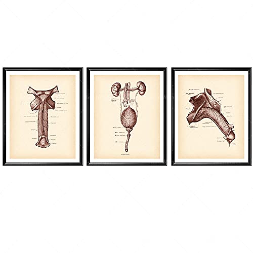 Yimesoy Männliche Harnwege Druck Vintage Anatomie Art Anatomische Penis Medizinische Kunst Urologe Geschenk Nephrologe Geschenk Arzt Büro Wanddekoration 12"X16"X3Pcs von Yimesoy