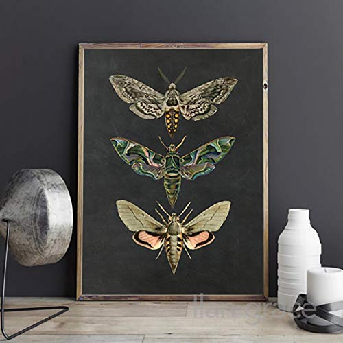Vintage Poster und Drucke Motte Natur Insektendrucke Tier Bild Wandkunst Leinwand Gemälde Kinderzimmer Inneneinrichtung 60x90cmx1pcs rahmenlos von Yinaa