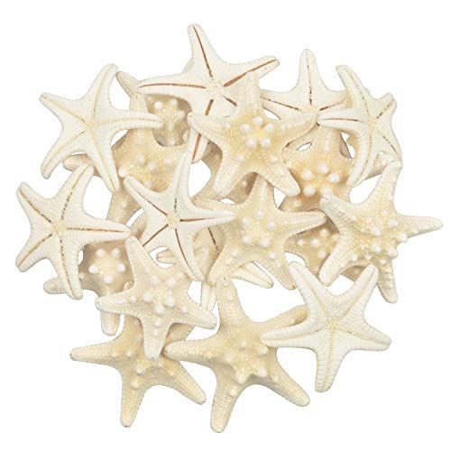 Yixuan LLC Seestern, gemischte Seestern, natürliche, Bunte Muscheln, perfekt für Hochzeit, Strand, Motto-Party, Heimdekoration, Basteln, Aquarium,Fischernetzdeko (20 Stück klein) von Yixuan