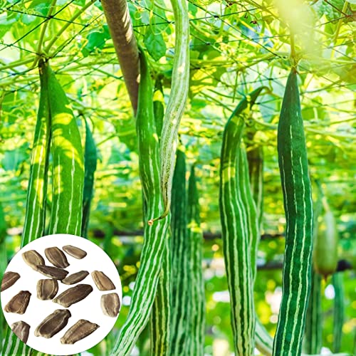 20 Stück/Beutel Gartensamen Pflanzen Gemüsegarten Schlangenkürbis Samen Premium Saatgut von Yokawe