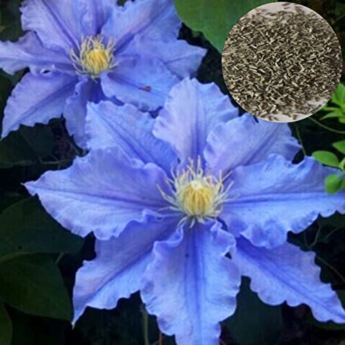 25 Stück Pflanzensamen Dekorative schnell wachsende blaue Clematis Gartenpflanzen Samen Yard Supplies Saatgut von Yokawe