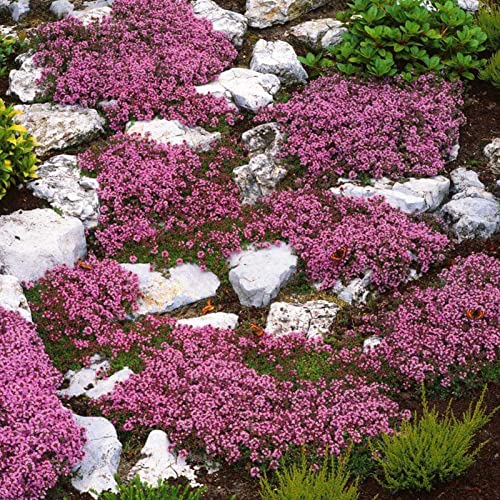 Felsenkresse-Samen Einfaches Pflanzen von Felsenkresse-Saatgut Gartendekoration Landschaftsbau Produktiv Rosa von Yokawe