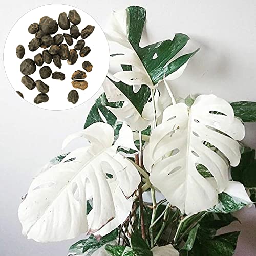 Monstera Deliciosa Samen Monstera Deliciosa Samen Dekor Gartengeschenk Dürretolerantes Gartenzubehör 30St Saatgut von Yokawe