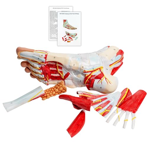 Anatomisches Modell Des Fußes Lebensgröße, Fußanatomisches Modell Mit Numerischen Markierungen Und Textlichen Beschreibungen, Abnehmbare 9 Teile, Für Studenten Bzw Medizin Studium (1:1 Fußanatomie) Anatomisches Modell Des Fußes Lebensgröße, Fußanatomisches Modell Mit Numerischen Markierungen Und Textlichen Beschreibungen, Abnehmbare 9 Teile, Für Studenten Bzw Medizin Studium (1:1 Fußanatomie) von YonGYun