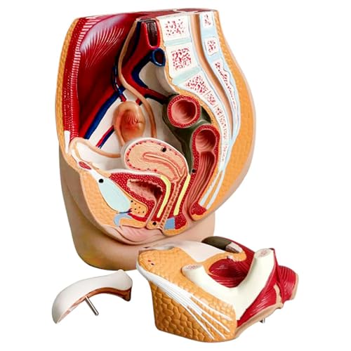 Becken Anatomie Modell Weiblich, Weiblicher Sagittale Anatomie Modell Der Reproduktiven, Lebensgroßes Beckenboden Modell, Abnehmbare 3 Teile, Mit 27 Anatomischen Markierungen & Basis Becken Anatomie Modell Weiblich, Weiblicher Sagittale Anatomie Modell Der Reproduktiven, Lebensgroßes Beckenboden Modell, Abnehmbare 3 Teile, Mit 27 Anatomischen Markierungen & Basis von YonGYun
