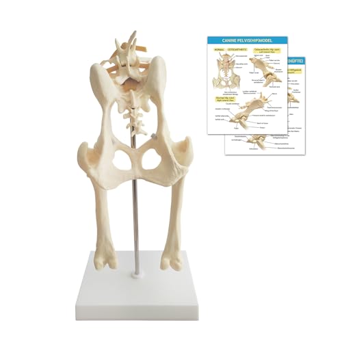 Becken Modell des Hundes, Hundehüftgelenk-Modell, Tierkörper-Anatomie-Nachbildung des Hundebeckens Für Veterinäramt Bildungstool von YonGYun