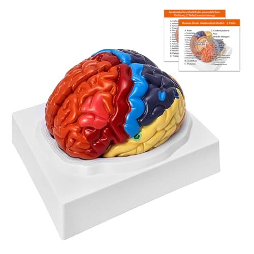 Gehirn Anatomisches Modell Anatomie, 2-Teile Farbkodiertes Menschliches Gehirn Regionales Modell, Anatomisch Genaues Gehirnmodell für Medizinisches Lernwerkzeug (2-Teile Gehirn Modell) von YonGYun