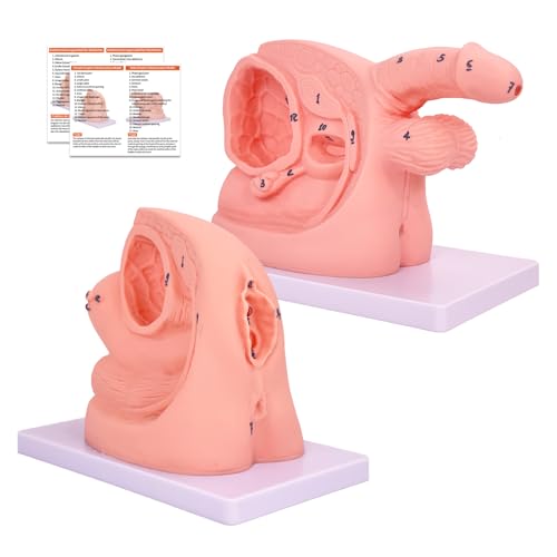 Anatomie - Katheterisierungsmodell, Männliches Weibliches Katheterisierungsmodell Internales und externes Genitalien Anatomie Modell für klinische Lehre und praktische Ausbildung Anatomie - Katheterisierungsmodell, Männliches Weibliches Katheterisierungsmodell Internales und externes Genitalien Anatomie Modell für klinische Lehre und praktische Ausbildung von YonGYun