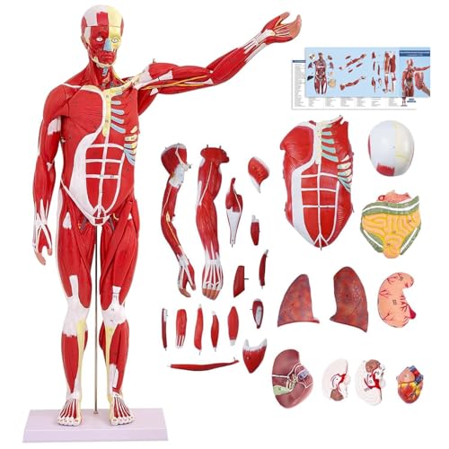 Menschliche Anatomie Muskel-Modell, Muskel Modell 80cm mit Abnehmbarem Organ 27 Teilig, Muskulatur Modell für Medizinische Physiologie, Studium und Lehre (Menschliche Muskulatur) von YonGYun