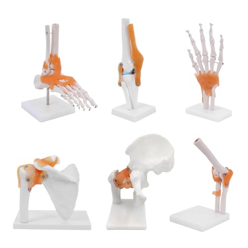 Anatomie-Skelett-Modell Lebensgroßes Gelenksmodell 6 Stück, Schulter-, Ellbogen-, Hüft-, Fuß-, Hand-, Kniegelenk-Modell, Pädagogische Ressourcen von YonGYun