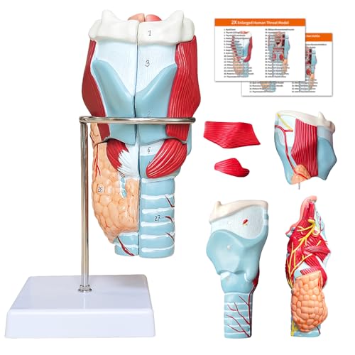 Menschlichen kehlkopf Anatomie 3d Modell, 2x Kehle Modell Zerlegbar 5 Teilig mit Anatomischen Markierungen & PVC Basis für Medizinische Physiologie Studie Lehr (Kehlkopf Modell) von YonGYun