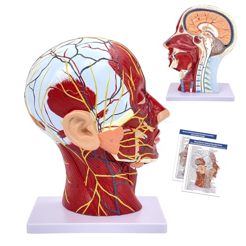 Menschlicher Halber Kopf, Oberflächliches Neurovaskuläres Modell mit Muskulatur, Lebensgroßes Anatomisches Kopfmodell, Schädel & Gehirn Für Medizinischen Unterricht (Menschlicher Halber Kopf) von YonGYun