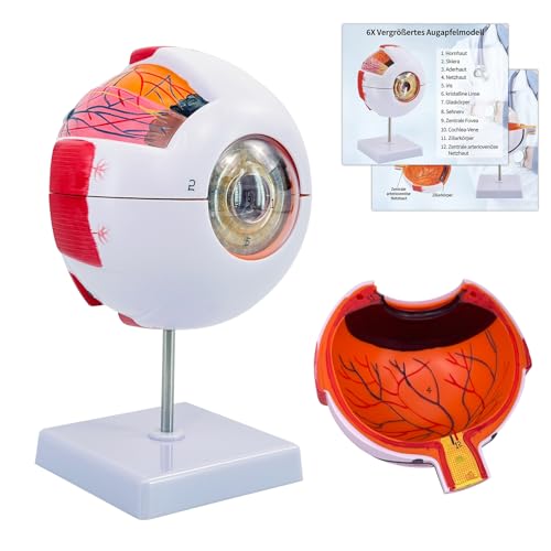 6-Teiliges Anatomiemodell des Menschlichen Auges, 6X Vergrößertes Augenmodell Zerlegbar mit 12 Anatomischen Markierungen & PVC Basis für Schulunterricht, Lehren, Display, Geschenk (Augen Modell) von YonGYun