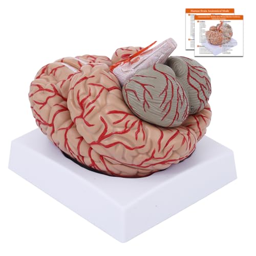Menschliches Gehirn Modell Anatomie, 9 Teile Zerlegbar Gehirn Anatomisches Modell w/Labels & Display Base, Realistisches Gehirnmodell Maßstab 1:1, Medizinisches Lernwerkzeug (9-Teile Gehirn Modell) Menschliches Gehirn Modell Anatomie, 9 Teile Zerlegbar Gehirn Anatomisches Modell w/Labels & Display Base, Realistisches Gehirnmodell Maßstab 1:1, Medizinisches Lernwerkzeug (9-Teile Gehirn Modell) von YonGYun