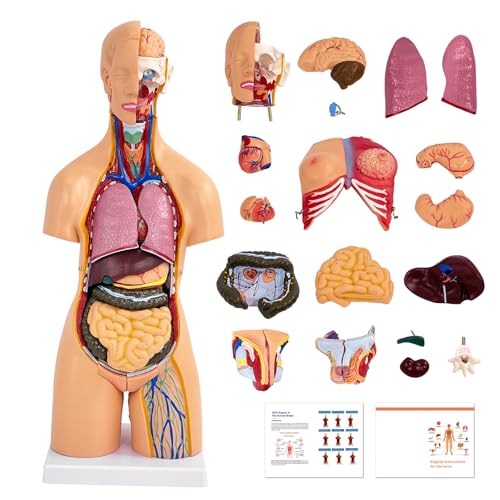 55cm Unisex Torso Anatomie Modell PVC Menschlicher Körper Modell Anatomie Modell Torso mit 21 Abnehmbaren Inneren Organen, Für Schule Unterricht Lernen 55cm Unisex Torso Anatomie Modell PVC Menschlicher Körper Modell Anatomie Modell Torso mit 21 Abnehmbaren Inneren Organen, Für Schule Unterricht Lernen von YonGYun