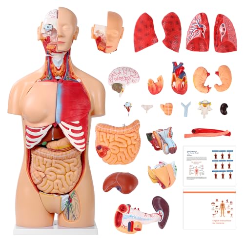 Unisex Torso Anatomie Modell 85cm, PVC Menschlicher Körper Anatomie Torso Modell Mit 32 Abnehmbaren Orgeln für Medizinstudenten Ärzte und Lehrer Unisex Torso Anatomie Modell 85cm, PVC Menschlicher Körper Anatomie Torso Modell Mit 32 Abnehmbaren Orgeln für Medizinstudenten Ärzte und Lehrer von YonGYun