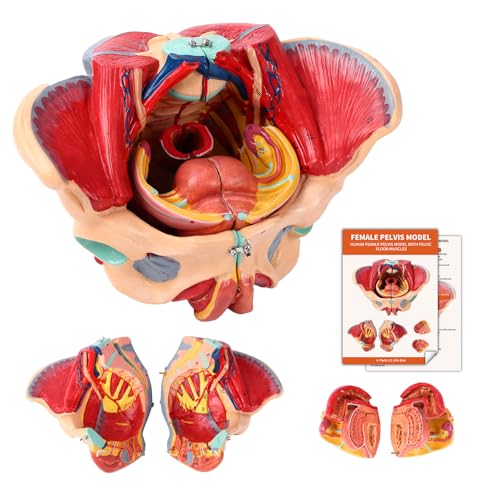 Weiblicher Beckenboden Modell, Anatomie Modell Beckenboden, Weibliches Beckenmodell Lebensgröße Mit Abnehmbaren Organen 4-teiliges, Für Lehr-Lern-Display von YonGYun