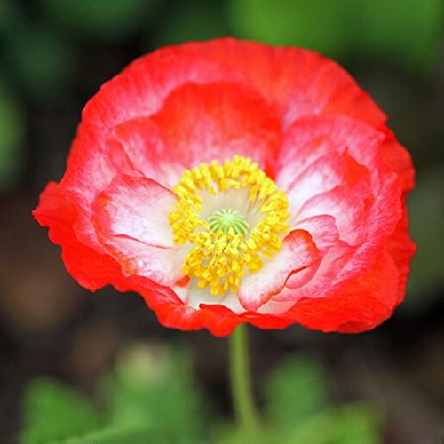 100pcs mischte Farben Iceland Poppy Papaver nudicaule Blumensamen von Yongse