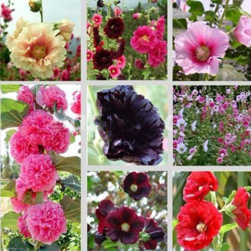 30 Seeds Mix Alcea Rosea Stockrose Multi Farben Blumen Pflanzen von Yongse