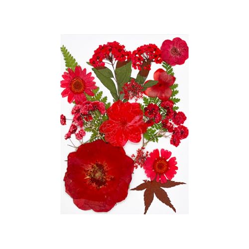 15pcs Natürliche Getrocknete Für Epoxidharz Basteln Trockene Blüten Und Blätter Für Seifen Kerzenschmuck Die Scrapbooking Scrapbooking Blütenzubehör Machen von Yooghuge