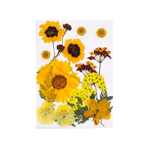 15pcs Natürliche Getrocknete Für Epoxidharz Basteln Trockene Blüten Und Blätter Für Seifen Kerzenschmuck Die Scrapbooking Scrapbooking Blütenzubehör Machen von Yooghuge