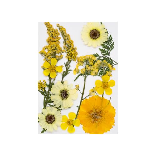 15pcs Natürliche Getrocknete Für Epoxidharz Basteln Trockene Blüten Und Blätter Für Seifen Kerzenschmuck Die Scrapbooking Scrapbooking Blütenzubehör Machen von Yooghuge