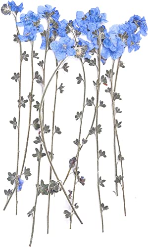YoothBro 50 Stück Blaue Vergissmeinnicht-Blumen mit Stiel, Vergiss-Mich-Nicht-Blumen aus Echten Getrockneten und Gepressten Naturblumen für DIY-Kunsthandwerk mit Harz von YoothBro