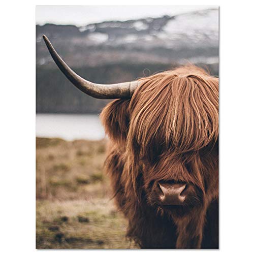 Highland Kuh Wildtiere Skandinavische Rinder Leinwand Malerei Poster und Druck Wandkunst Bild für Wohnzimmer Dekor 70x90cm Rahmenlos von Yooyu