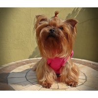 Fleece Hundepullover Mit Kurzbündchen Für Kleine Hunde, Fleecepullover, Hundejacke, Hundebekleidung von YorkieTownDesign