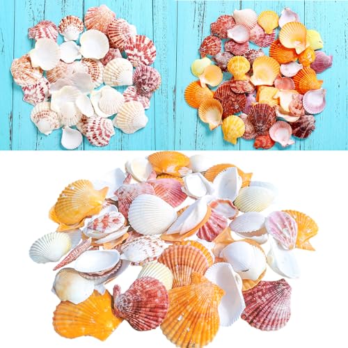 Natürliches Muscheln Deko,70 Stück Meeresmuscheln Jakobsmuscheln Muschelsortiment für Osterdekoration DIY Handwerk Hochzeit Tasche Küche Dekoration Handwerk Vorspeise Teller Snack Dekoration von YouXiaor