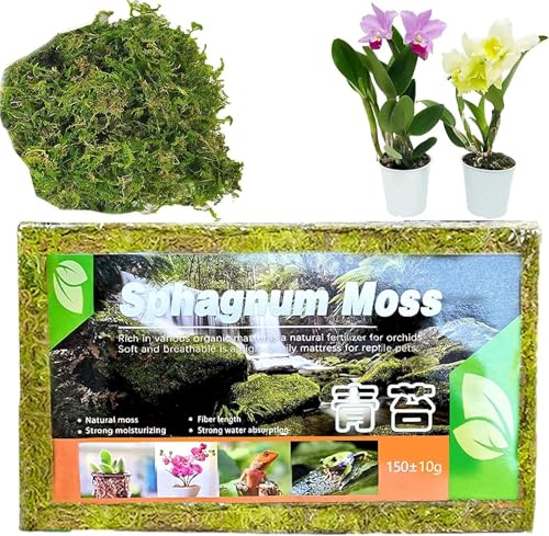 Youning Natürliches Sphagnum Moos Torfmoos für Garten Zimmerpflanzen Terrarien Blumenerde Wassermoos Trockenmoos Wasser Gras Substrat Spaghnummoss Kultursubstrat für Pflanzen Orchideen (1 Beutel) von Youning