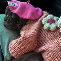 Hundepullover Mit Blumen Gestrickt | Custom Fit Herz-Design Kuscheliger Aus Wolle Für Kleine & Große Hunde von YourDogsBusinessCo