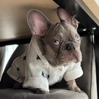 Musselin-Hundehemd - Süßes Und Leichtes Sommer-Outfit Für Kleine Mittelgroße Hunde, Atmungsaktive Baumwoll-Haustierkleidung Täglichen Komfort von YourDogsBusinessCo