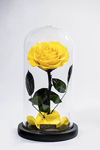 YourRoses® echte Premium Rose im Glas mit einer wunderschoenen Geschenkbox | Lange Haltbarkeit & edles Geschenk als Liebesbeweis | Geschenk vom Herzen von YourRoses - Ziegler&Ribant