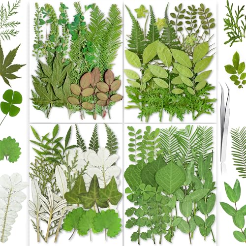 YouthBro 85 Stück grüne getrocknete Blätter Herbarium-Set für DIY Kerzen Seifen Vasen Nagelkarten Scrapbooking Kunst Handwerk 8 Stile von YouthBro
