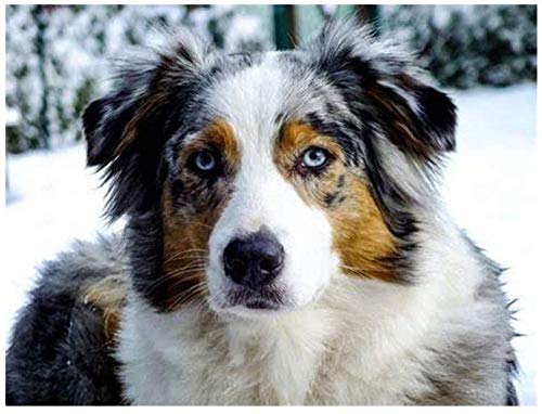 Diamond Painting Australian Shepherd Dog Tier Haustier Hund Adult Stickerei Handmade Sack Kunst Runde Diamond Square Diamond Kit Harz Geschenk Perlen Handarbeit Kristall 40 * 50Cm Diamond Painting Australian Shepherd Dog Tier Haustier Hund Adult Stickerei Handmade Sack Kunst Runde Diamond Square Diamond Kit Harz Geschenk Perlen Handarbeit Kristall 40 * 50Cm von YuLiJP