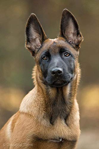 Diamond Painting Belgischer Schäferhund Adult Stickerei Handmade Sack Kunst Runde Diamond Square Diamond Kit Harz Geschenk Perlen Handarbeit Kristall 40 * 50Cm von YuLiJP