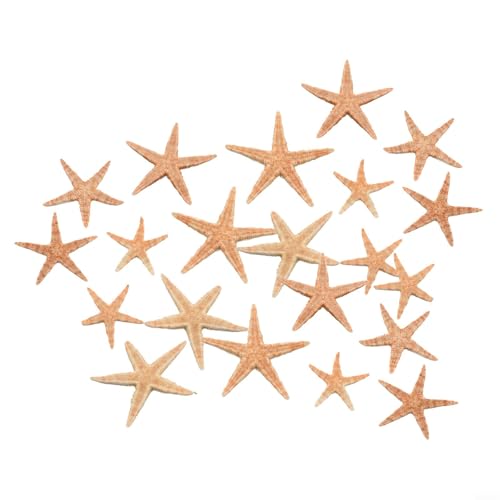 Yuanpgky Kleine natürliche Seesterne, Seestern, Landschaft, Strand, Hochzeit, Party, Dekoration, Ornament, Muscheln, Basteln, DIY-Vase, für einzigartige Bastelprojekte und Dekoration (20 Stück (3–5 von Yuanpgky