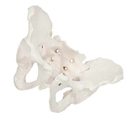 Lebensgroßes weibliches Beckenmodell, Hüftmodell, für Hüftknochen, Becken, anatomisch von Yuanyifenglin