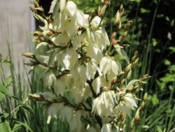 Palmlilie 'Bright Edge', Yucca filamentosa 'Bright Edge', Containerware von Yucca filamentosa 'Bright Edge'