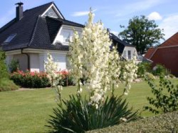 Palmlilie, Yucca filamentosa, Topfware von Yucca filamentosa