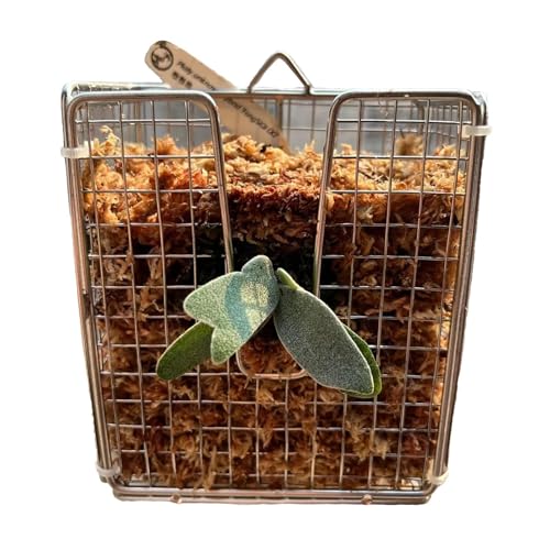 Yuecjian Staghorn Farn Wandmontage - Staghorn Farn Wandkorb Pflanzkorb | Orchideen Korb Vertikal Für Wohnzimmer Balkon Garten Schlafzimmer Terrasse Yuecjian Staghorn Farn Wandmontage - Staghorn Farn Wandkorb Pflanzkorb | Orchideen Korb Vertikal Für Wohnzimmer Balkon Garten Schlafzimmer Terrasse von Yuecjian