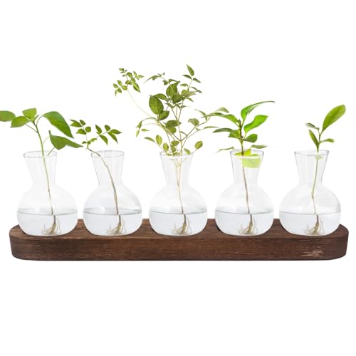 Yuhtech Pflanzen Terrarium Glas Vasen, Glas Reagenzgläser Für Blumen Mit Ständer Holz Propagation Station Für Wohnzimmer Outdoor Hydroponik Deko, Geschenke für Pflanzenliebhaber von Yuhtech