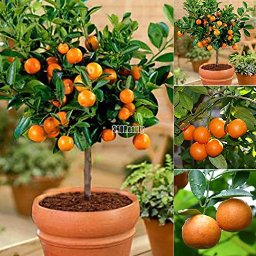Yukio Samenhaus - Mandarinenbaum (Citrus reticulata) Obstsamen Bonsai Samen winterharte Sorte Fruchtpflanzen Samen Orangenbaum (10 Samen) von Yukio Samenhaus