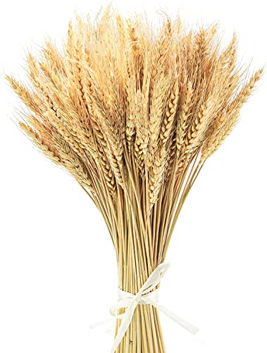 100 Stück 40cm Dried Wheat Weizen Getrocknete Weizenblumen Getrocknetes Weizengras, Blumenstrauß, Bündel, Künstliche Weizen, Getrocknete Blumen Für Kamin Zuhause Küche Tisch Natural von Yukiyi