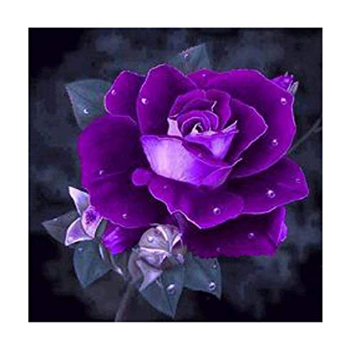 Full Drill Diamond Art Kits für Erwachsene,Malen mit Diamanten,5D DIY Diamond Painting Kits Erwachsene Kinder Stickerei Kreuzstich Blume lila Rose 30X30cm von Yunden