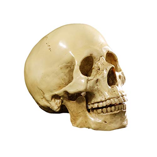 Yundxi 1: 1 Lebensgroß Menschlichen Schädel Totenschädel Figur Modell für Anatomischen Medizinischen Lehre Wohnzimmer Sammlung Dekor (Gelb) von Yundxi