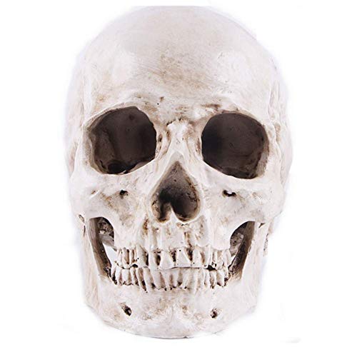Yundxi 1: 1 Lebensgroß Menschlichen Schädel Totenschädel Figur Modell für Anatomischen Medizinischen Lehre Wohnzimmer Sammlung Dekor (Weiß) von Yundxi