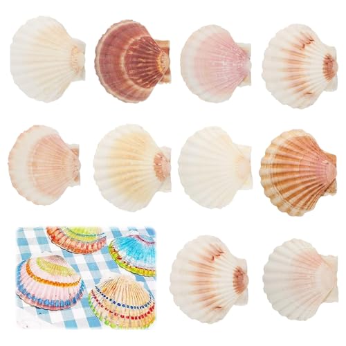 Yuqilin 10 Stück Große Größe ca 10-12 cm Muschelschale Muscheln Groß Jakobsmuschel Natürliche Muschelschale Jakobsmuschel Tasche Küche Dekoration Handwerk Vorspeise Teller Snack Dekoration von Yuqilin